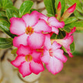 Desert Rose Plant Live, Pink Adenium Desert Rose Plant, 5 to 7 Inches Long, Cactus Succulent Plant Perennial Flowering