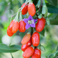 3 Goji Berry Plants Live for Planting, Red Goji Berry Trees Plants Sweet Berry Fruit