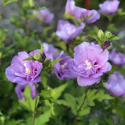 1 Lavender Rose of Sharon Plant Live 4 Inch Pot, Hibiscus Plant with Stunning Flowers, Lavender Althea Hibiscus Syriacus