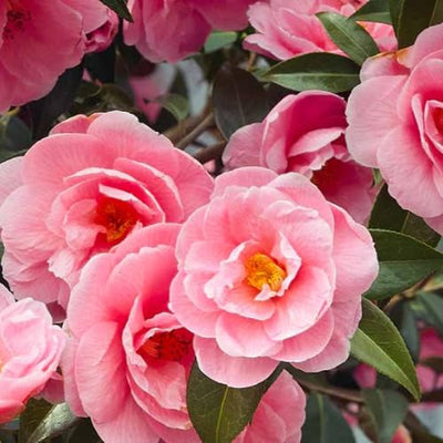 9 Months Old Camellia Tree Live Plant, Camellias Plants Shrub, Large Flower Well-Rooted in Pot, Indoor Outdoor, Cold Hardy (Pink)