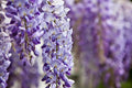 Purple Wisteria Vine Plant, Wisteria Tree Live, 2.5 Pot, 6 to 13 Inc Tall, Well Rooted, Ready to Plant