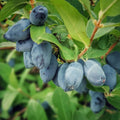 Blue Haskap Berry Plants, Honeyberry Fruit Plant Live, Honeysuckle Plant, 4-6 Inches for Planting Outdoor Garden