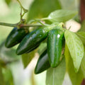Live Pepper Plants, Jalapeno Pepper Plant, 4 to 8 Inch Tall Plants, Outdoor Garden Pepper Seedling Plant