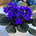 Blue African Violets Live Plants in Pots, Live African Violet Plants House Plant for Indoor Outdoor Décor, 4" Pot, Well-Rooted and Year-Round Blooming