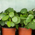 2 Pilea Peperomioides Live Plants, Pilea Peperomioides Plants Indoor, House Plants Indoors Live No Pot for Planting