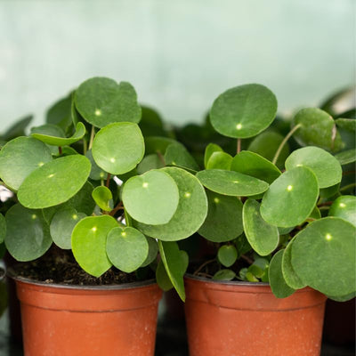 2 Pilea Peperomioides Live Plants, Pilea Peperomioides Plants Indoor, House Plants Indoors Live No Pot for Planting