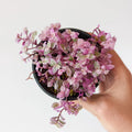 Pink Callisia Repens Plant Live, Callisia Repens Succulents Plant Live, Pink Turtle Vine Live Indoor House Plant 2Inch Pot for Growing