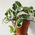 Live Pothos Plant, Pothos Indoor Plant 4 Inch Pot, Plant Live Pothos, Pothos Vine Plant
