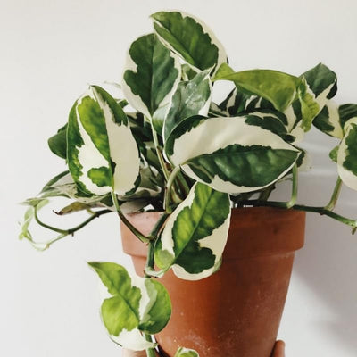 Live Pothos Plant, Pothos Indoor Plant 4 Inch Pot, Plant Live Pothos, Pothos Vine Plant