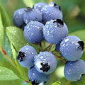 Easy Growing Blueberry Plant Live for Planting, Blueberry Bushes for Planting, 4"-7" Cold Hardy Blueberries Southern Highbush