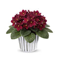 Red African Violets Live Plants in Pots, Live African Violet Plants House Plant for Indoor Outdoor Décor, 4" Pot, Well-Rooted and Year-Round Blooming