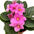 African Violets Plant Live in 4'' Pot, Fast-bloming Indoor Outdoot Flowering Plant with Vibrant Blooms (Blue African Violet)