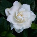 White Gardenia Plants, Fragrant Jasmine Gardenia Plant in 4 Inch Pot, Hardy Perennial Flowers Plant Potted for Planting