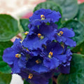 Blue African Violets Live Plants in Pots, Live African Violet Plants House Plant for Indoor Outdoor Décor, 4" Pot, Well-Rooted and Year-Round Blooming