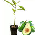 Set 2 HASS Avocado Tree Live Plant Seedlings, 1 Year Old Well Rooted HASS Avocado Tree in 4 Inc Pot for Planting, Live Avocado Plant, 8 Inch to 12 Inch in Tall