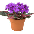 African Violets Plant Live in 4'' Pot, Fast-bloming Indoor Outdoot Flowering Plant with Vibrant Blooms (Blue African Violet)