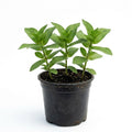 3 Assorted Zinnia Plants, Zinnia Flower Plants, 3 to 5 Inc Tall, Live Zinnia Plant Gardening Indoor Outdoor