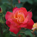 Red Orange Rose Bushes Ready to Plant, Climbing Roses Live Plants Fragrant, 6-8 Inc Tall in Pot, Year-Round Blooming, Can Grow as Bush or Climber