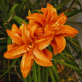 10 Double Orange Daylily Bulbs for Planting, Daylilies Perennial Bulbs, Annual Flower Bulb for Gardening