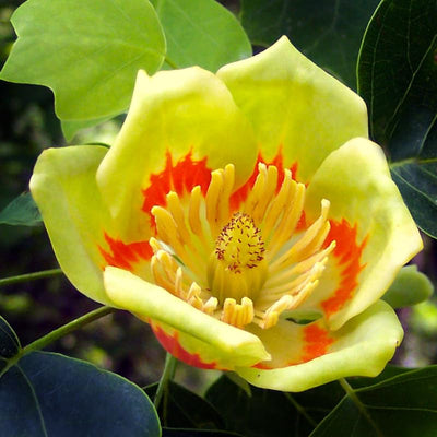 1 Tulip Poplar Tree Live Plant for Planting in Quart Pot, 8-14 Inch Tall, Hybrid Tulip Poplar Seedling to Grow, Yellow Poplar Plant Live