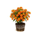 2 Bright Orange Lantana Plants Live Trees, Ready to Bloom, Hardy Long Blooming Seasons, Vibrant Colorful Perennial Fragrant, 5-10" in Tall, Full Sun Growing