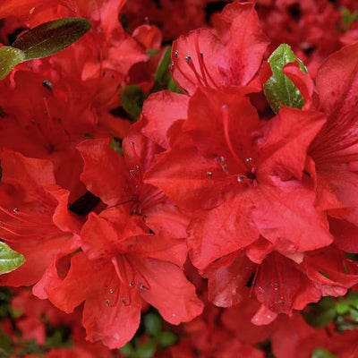 Red Azalea Rhododendron Plant Live in 4 Inch Pot, Azalea Rhododendron Bush Shrub, Bloom in Spring, Zones 7-10