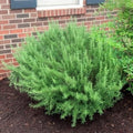 Set 2 Pots Rosemary Plants, Fragrant Rosemary Plants, 4 to 6 Inch Tall, 4 Inch Pot Perennial Herb Plant for Growing