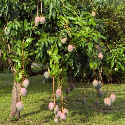 Combo 2 Sweet Ataulfo Mango Trees Live Plants in 4 Inches Pot, Hardy in Zones 9-11, Starter Seedling 5 to 6" Tall, Tropical Flavor
