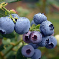 Blue Blueberry Plant Live for Planting, Blueberry Bushes for Planting, 4"-7" Cold Hardy Blueberries Southern Highbush