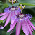 2 Abundant Bloom Lavender Passion Flower Plants Live, Passiflora Live Plant for Trailing, Climbing Trellis Outdoor, 5-9" in Tall, Perennial, Fragrant