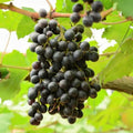 Grape Vine Live Plant to Grow 1-2 Year Old, Sweet Grape Plant Live for Growing, Grape Fruit Well Rooted Plant Bareroot (Black Muscadine Grape)