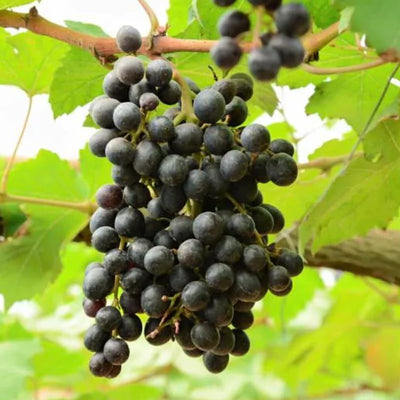 Grape Vine Live Plant to Grow 1-2 Year Old, Sweet Grape Plant Live for Growing, Grape Fruit Well Rooted Plant Bareroot (Black Muscadine Grape)