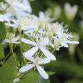 Clematis Vine Plant Live for Planting, Fragrant Clematis Plant Live in 2.5 Inches Pot, Clematis Flowers Perennial