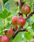Gooseberry Plant Live, Gooseberry Bush Live Plant for Planting Your Garden, Gooseberry Shrub Starter Plant 5-9 Inch Height