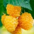 Raspberry Plant Live for Planting 6 to 12 Inch Height, Raspberry Bush Live Plant to Grow, Sweet Raspberries Seedling (Yellow Raspberry)