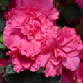 Deep Pink Azalea Plant Live, 7 Months Old Rhododendron Like, Azalea Rhododendron Tree Flowers Plants Live Bush in Pot