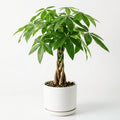 Money Tree Live Plant, Money Trees Well Rooted from 6 to 10 Inches Tall, Tropical Indoor Plant for Home Office Decor