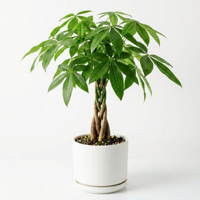 Money Tree Live Plant, Money Trees Well Rooted from 6 to 10 Inches Tall, Tropical Indoor Plant for Home Office Decor