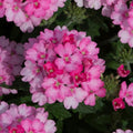 Pack 3 Pink Verbena Plants Live Perennial Ground Cover, No Pot, 5-9" in Tall, Can Grow As Trailing Bushes, Spring Flowers
