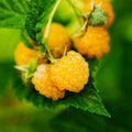2 Fall Gold Raspberry Plantss Live for Planting 5 to 9 Inches Tall, Everbearing Raspberry Plants Sweet Raspberry Fruits Starter Plant