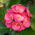 Pink Crown of Thorns Plant Live in Pot, Euphorbia Milii Live Plants Very Hardy Houseplant Home Decoration, Year Round Blooming