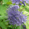 Live Blue Bluebeard Plant Shrub Bush Flower Plant, Caryopteris Plant in 4 Inc Pot
