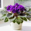 Purple African Violet Plants Live in Pot, Flowering Violets Indoor Outdoor Blooming, Vibrant Color Houseplant Décor Year-Round