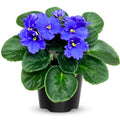 African Violet Live Plant in 4 Inch Pot, Flowering Houseplant, Easy Care Indoor Plant with Vibrant Blooms (Blue African Violet)