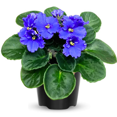 African Violet Live Plant in 4 Inch Pot, Flowering Houseplant, Easy Care Indoor Plant with Vibrant Blooms (Blue African Violet)