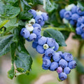 Outdoor Blueberry Plant Live for Planting, Blueberry Bushes for Planting, 4"-7" Cold Hardy Blueberries Southern Highbush