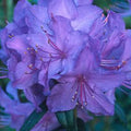 Big 1 Gallon Blue Rhododendron Plants Live, 1-3 Years Old Azalea Plants Live Shrubs Bushes for Planting, Very Well Rooted