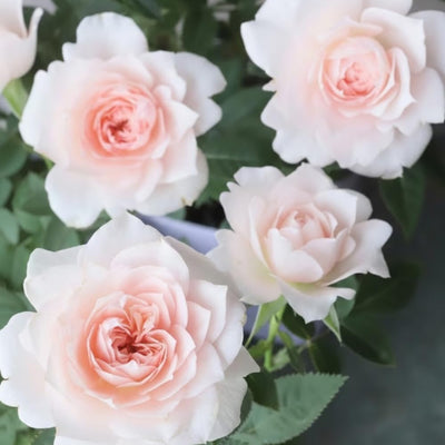 Mini Rose Bush Live Plant in 3.5'' Pot, Miniature Rose Plant Live, 3-5'' Tall, Mini Rose Plant, Live Flower Plant for Office and Home Decoration (Light Pink)