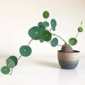 Stephania Cephalantha Live Plant, 3.5-4" Caudex with Sprouts, Rare Hardy Caudex Succulent Houseplant for Indoor Growing and Home Décor