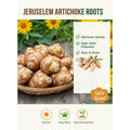 10 Jerusalem Artichoke Tubers, Sunchokes Sunroots for Planting, Large Size, Hardy Perennial Artichoke Roots Vegetables for Garden